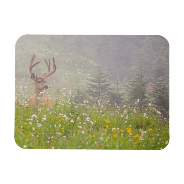 Ímã Cervo Macho | Parque Nacional Mount Rainier (Horizontal)