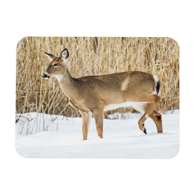 Ímã Cervo na neve (Horizontal)