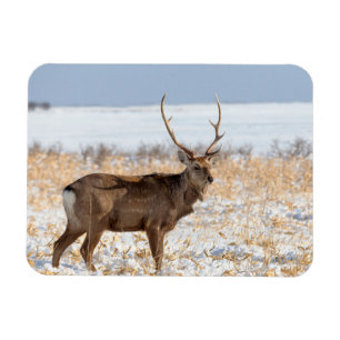 Ímã Cervo Sika em um Campo Nevado Japão