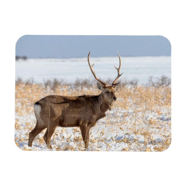 Ímã Cervo Sika em um Campo Nevado | Japão (Horizontal)