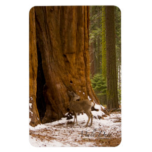 Ímã Cervos de mula