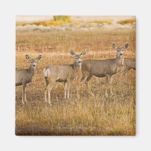 Imã Cervos de mula (hemionus do Odocoileus) um na