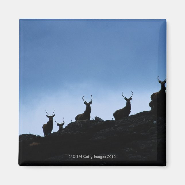 IMÃ CERVUS ELAPHUS (CERVUS ELAPHUS) ESCASADO CONTRA (Frente)