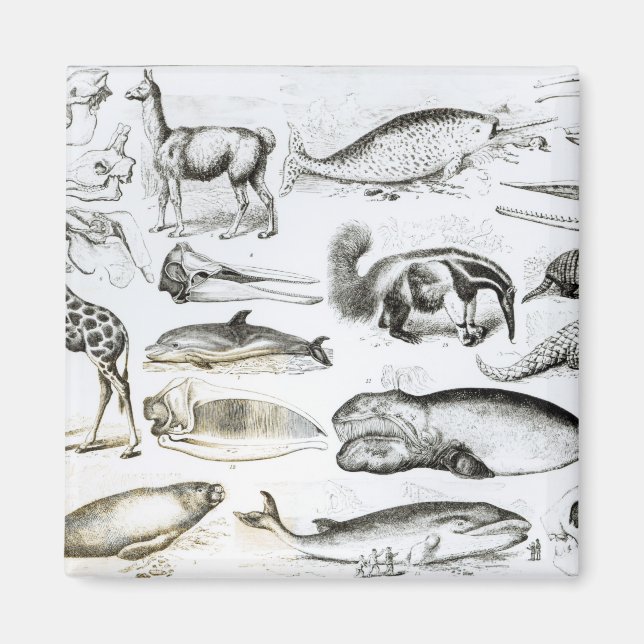 Imã Cetacea Edentata (Frente)