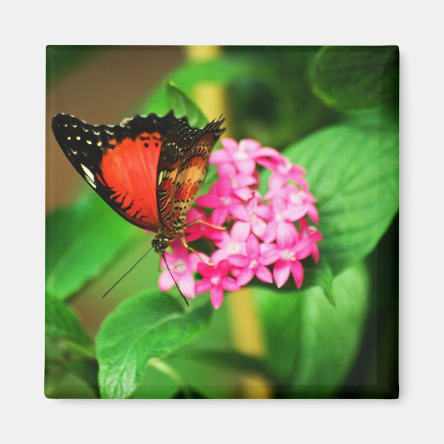 Imã Cethosia biblis Magnet (Frente)