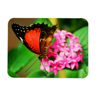 Ímã Cethosia biblis Premium Magnet