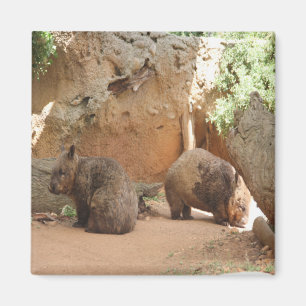 Imã Céu de Wombat