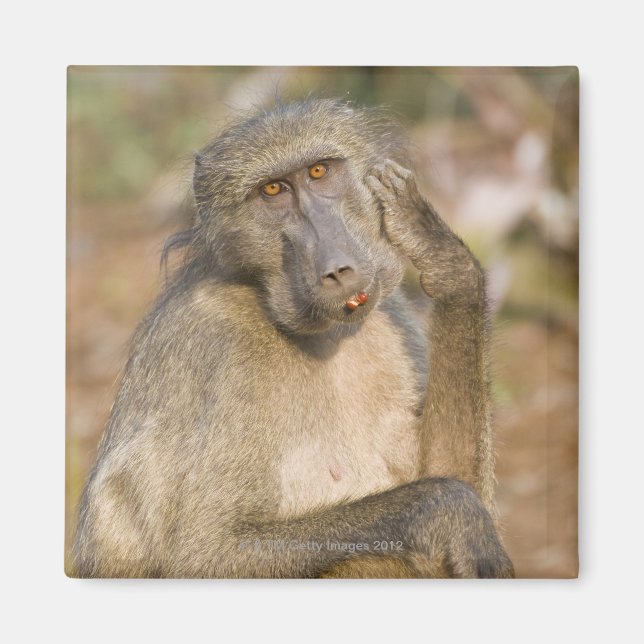 Imã Chacma Baboon (Papio ursinus) a coçar (Frente)