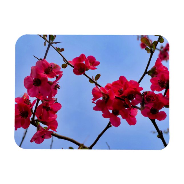 Ímã Chaenomeles speciosa (Horizontal)