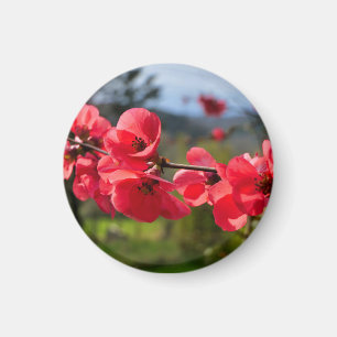Imã Chaenomeles speciosa