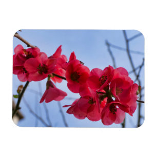Ímã Chaenomeles speciosa