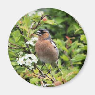 IMÃ CHAFFINCH