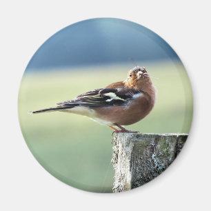 IMÃ CHAFFINCH