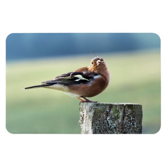 ÍMÃ CHAFFINCH (Horizontal)