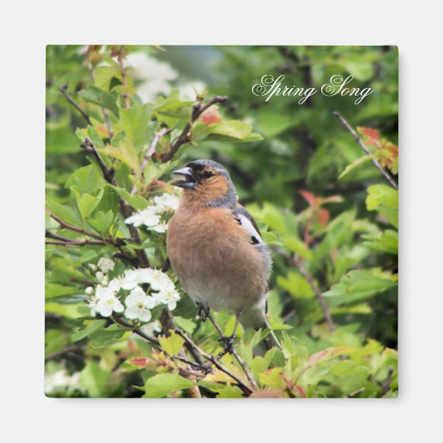 IMÃ CHAFFINCH (Frente)