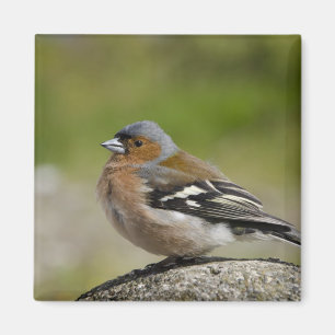 Imã Chaffinch masculino (SELVAGEM: Coelebs do