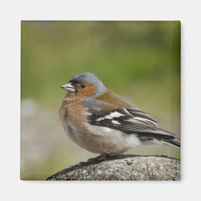 Imã Chaffinch masculino (SELVAGEM: Coelebs do (Frente)