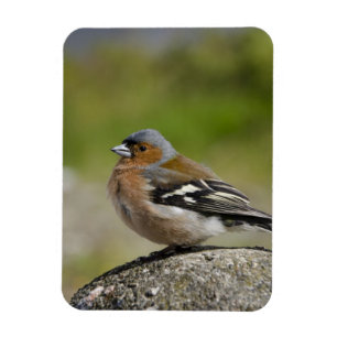 Ímã Chaffinch masculino (SELVAGEM: Coelebs do