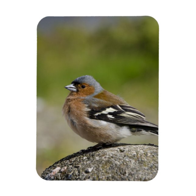 Ímã Chaffinch masculino (SELVAGEM: Coelebs do (Vertical)