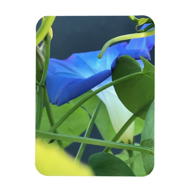 Ímã Chalice-of-Blue Morning Glory (Vertical)