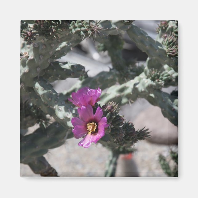 Imã Challa Cactus em flor (Frente)