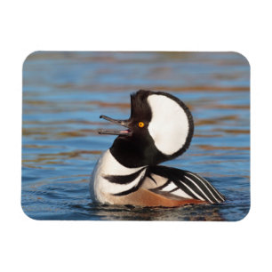 Ímã Chamada de Merganser Hooded