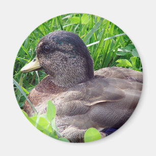 Imã Chame Duck Drake