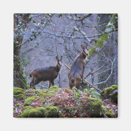 Imã Chamois, mãe e vitelo