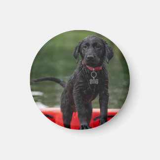 Imã Chapa o imán con imagen de perro.