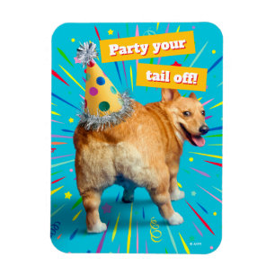 Ímã Chapéu de Aniversário Bumbum de Corgi