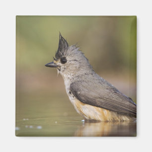 Imã Chapim-de-crista-preta, Baeolophus