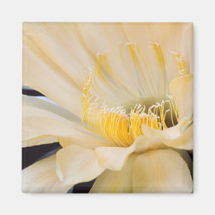 Imã Charlemagne Echinopsis em floração