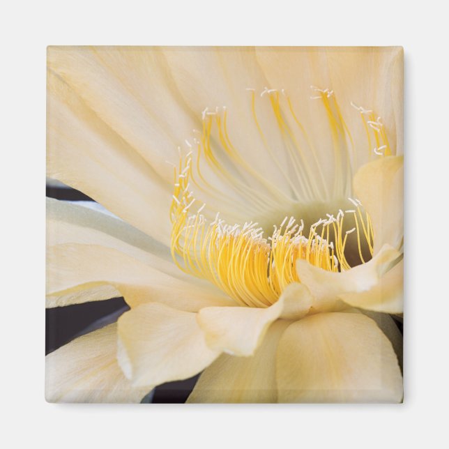 Imã Charlemagne Echinopsis na floração (Frente)