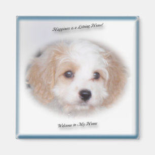Imã Chase Cavachon Magnet