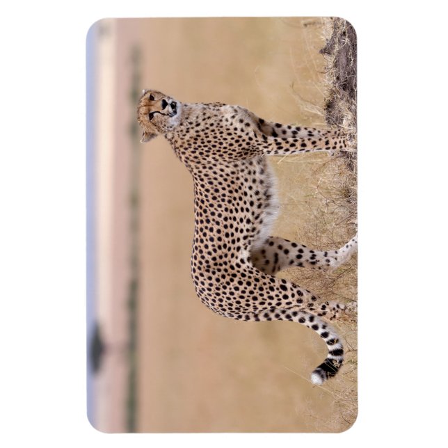 Ímã Cheetah (Vertical)