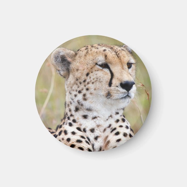 Imã Cheetah (Frente)