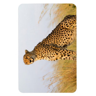 Ímã Cheetah