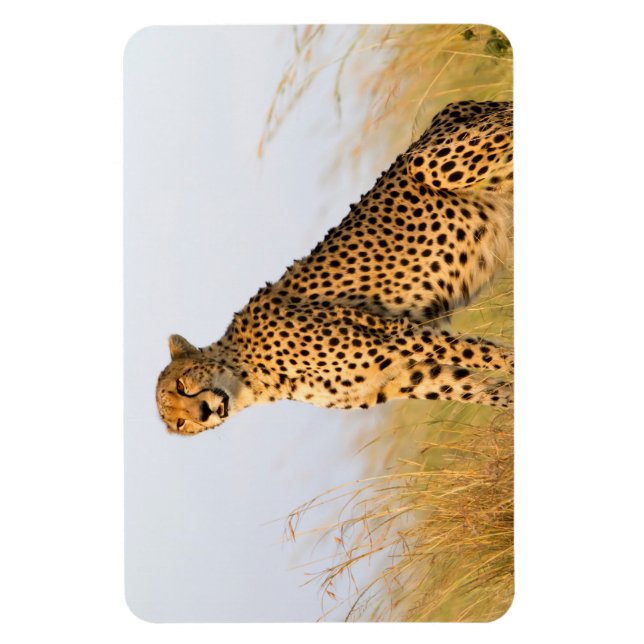 Ímã Cheetah (Vertical)