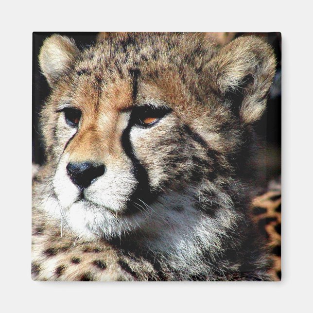 Imã Cheetah (Frente)