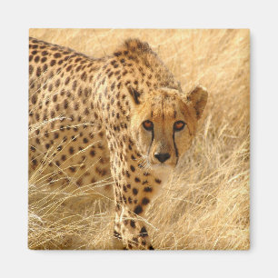 Imã Cheetah