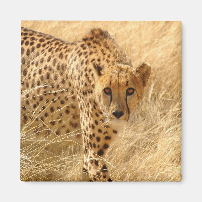 Imã Cheetah (Frente)