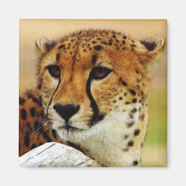 Imã Cheetah (Frente)