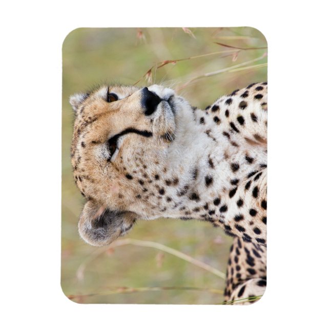 Ímã Cheetah (Vertical)