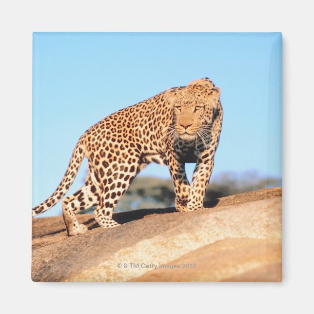Imã Cheetah (Frente)