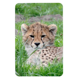 Ímã Cheetah 002