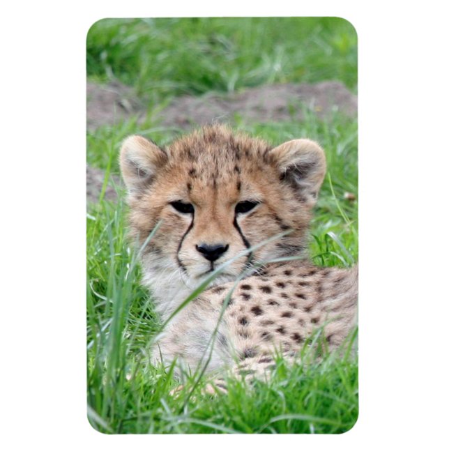 Ímã Cheetah 002 (Vertical)