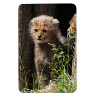 Ímã Cheetah 005