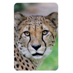 Ímã Cheetah 009