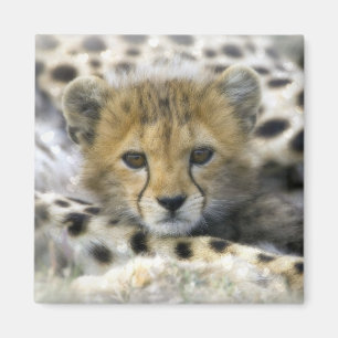 Imã Cheetah Cub