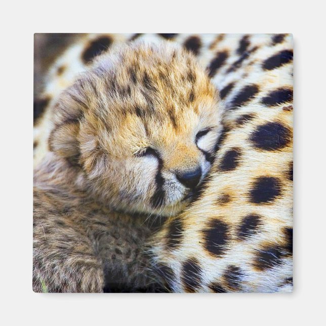 Imã Cheetah Cub (Frente)